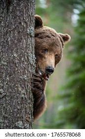 The bear is hiding behind a tree. Close-up portrait. Adult wild brown bear in the summer forest. Dominant male. Wild nature. Natural habitat. Scientific name: Ursus Arctos.
