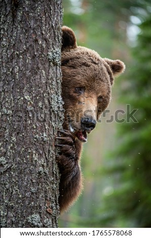 The bear is hiding behind a tree. Close-up portrait. Adult wild brown bear in the summer forest. Dominant male. Wild nature. Natural habitat. Scientific name: Ursus Arctos.
