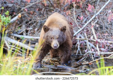 Bear Hunting Salmon, Photos Taken In Lake Tahoe Area