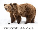  Bear isolated on white background