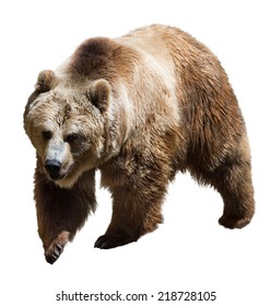 Brown Bear Images, Stock Photos & Vectors | Shutterstock