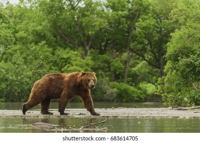 bear from in Kamchatka