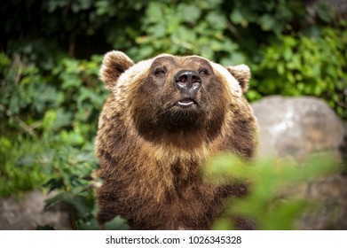 bear in the leaves of the trees at the zoo - Shutterstock ID 1026345328