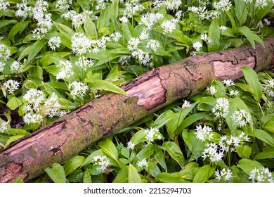 Bear Leek , Wild Garlic In Fairy Forest - Bärlauch