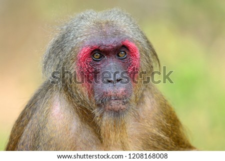 Bear macaque ( stump-tailed macaque ) in Kaeng Krachan National Park , Thailand  