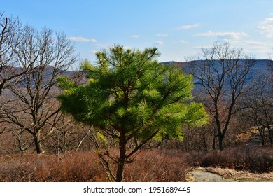 Bear Mountain State Park, New York, In Spring