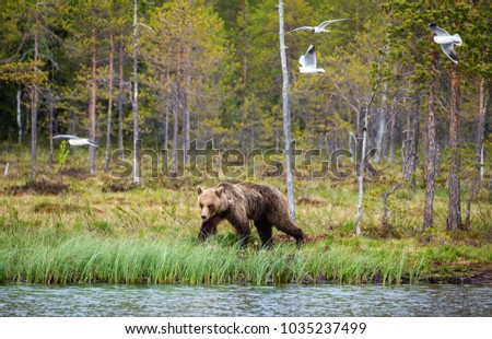 Similar – Braunbär Abenteuer