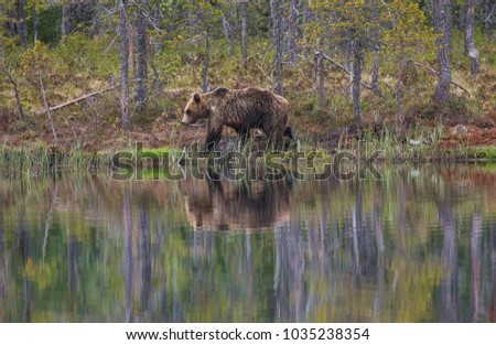 Brown Bear Adventure