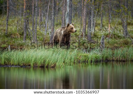 Similar – Brown Bear Adventure