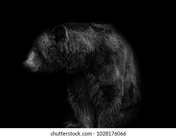 Bear On Black Background