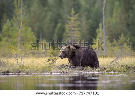 Brown Bear Adventure