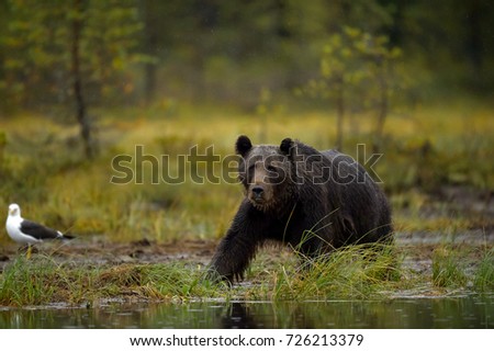 Brown Bear Adventure