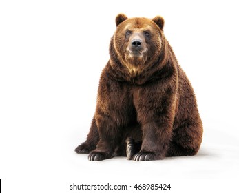Bear on white - Shutterstock ID 468985424