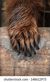 Bear Paw