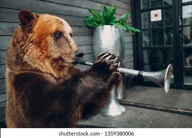 Bear plays trumpet