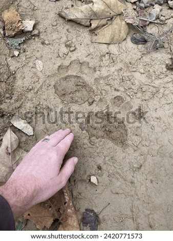 Bear print in mud with man’s hand