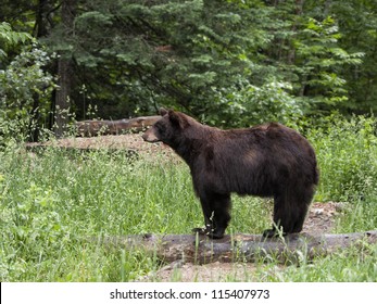 Bear In Profile