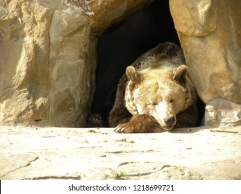 bear at rest in his cave - Shutterstock ID 1218699721