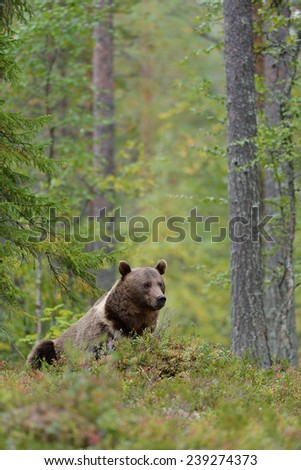 Similar – Brown Bear on forest.