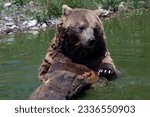 Bear in Rexburg in Idaho (USA)