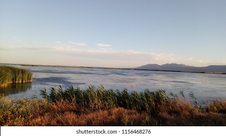 Bear River Migratory Bird Refuge, Utah