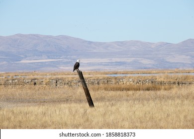 Bear River Migratory Bird Refuge, Utah