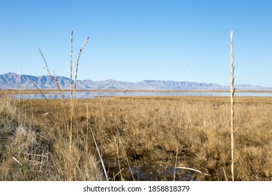 Bear River Migratory Bird Refuge, Utah