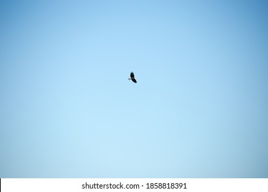 Bear River Migratory Bird Refuge, Utah