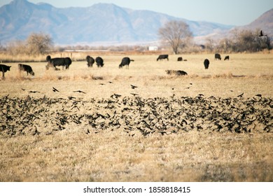 Bear River Migratory Bird Refuge, Utah