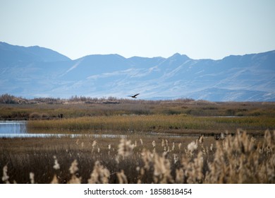 Bear River Migratory Bird Refuge, Utah