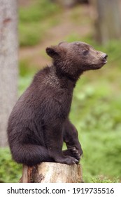 Bear In The Romanian Carpathians

