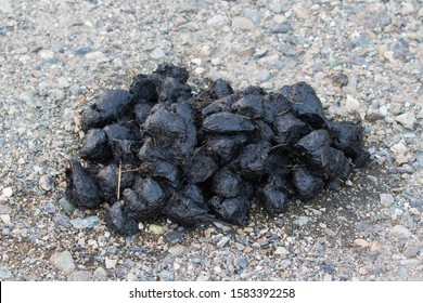 85 Bear scat Images, Stock Photos & Vectors | Shutterstock