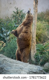 Bear Scratching a Tree Images, Stock Photos & Vectors | Shutterstock