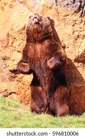 145 Bear Scratching Back Stock Photos, Images & Photography 