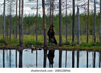 Bear scratching dance with tree trunk, summer forest, wide angle with habitat. Beautiful brown bear walking around lake, fall colours. Big danger animal in habitat. Wildlife scene from nature, Russia.