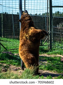 Bear Scratching His Back