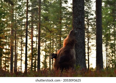 Bear Scratching His Back Against A Tree