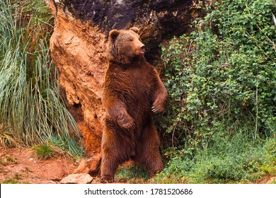 Bear Scratching His Back On A Rock