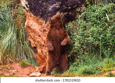 Bear Scratching His Back In A Rock