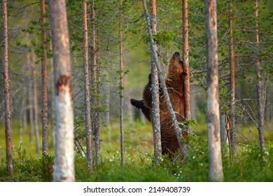 Bear scratching on tree trunk. Summer wildlife, brown bear. Dangerous animal in nature forest and meadow habitat. Wildlife scene from Finland near Russian border.