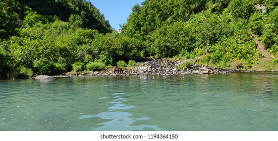 Bear Searching For Salmon At Wolverine Creek, Alaska