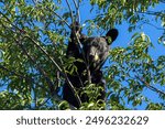 A bear in Shenandoah National Park