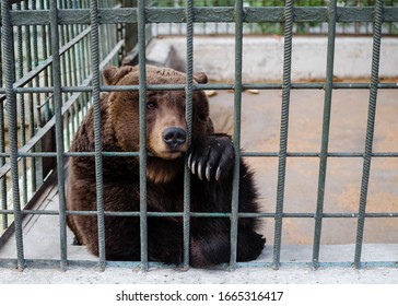 A Bear Sits In A Zoo Cage. Animal Protection Concept