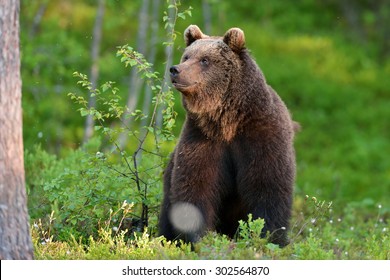 bear sitting in forest