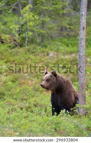 Similar – Brown Bear on forest.