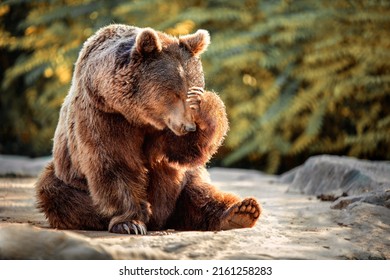bear sitting with his paw on his head as if in despair. concept emotions