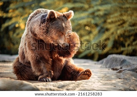 bear sitting with his paw on his head as if in despair. concept emotions
