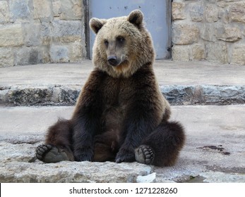 Bear Sitting In Rock