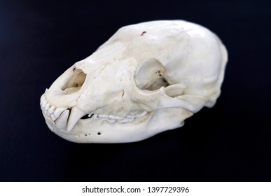 Bear skull isolated dark background  Taxidermy  biology  reference