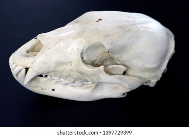 Bear skull isolated dark